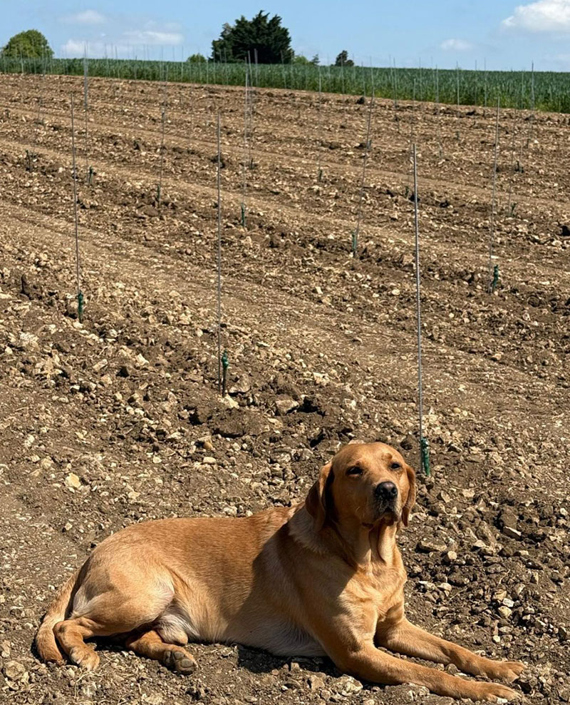 Golden Labrador dog in Stamford Stone limestone vineyard