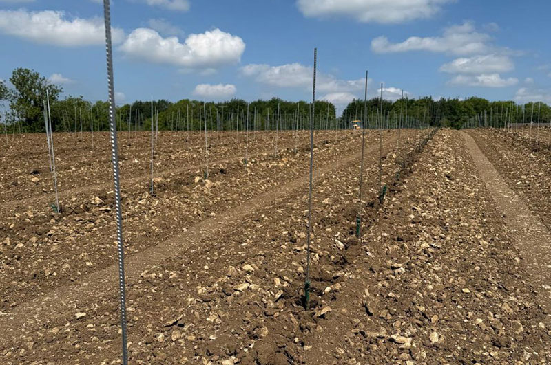 Newly planted vines in limestone soil at Stamford Stone